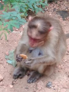 A monkey eating a Marie biscuit. The temple monkeys are very intelligent and bold—one of them was rifling through all of the bags on the row of parked motorcycles!